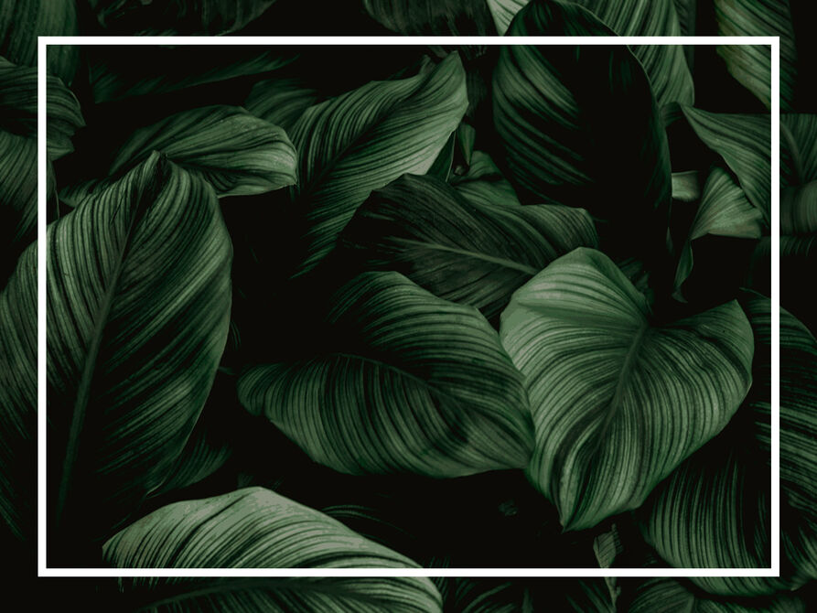 Dark green leaves with white stripes, closely packed together.